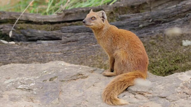 Slender Mongoose Sitting on Rock and Turning Head