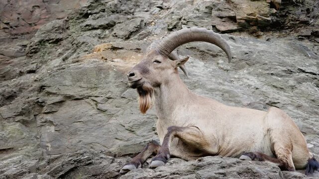Horned Ibex Resting on Rugged Rocky Slope
