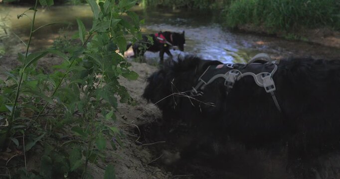 Playful black dogs cooling off in a river