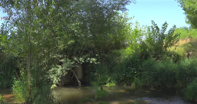 Black dog playing in a natural creek with lush riverside vegetation