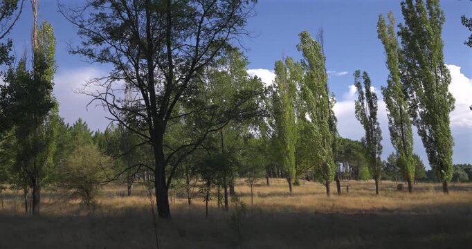 Scenic landscape view with trees and clouds moving