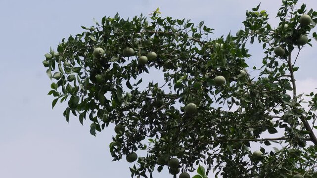 Bael tree with round green unripe wood apples