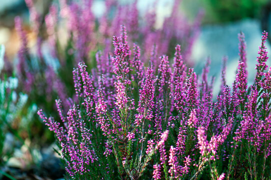 Blooming heather plants with purple and white flowers growing among rocks and forest debris in a natural mountain habitat. Close-up of wild heather vegetation with delicate flowers and textured woodla