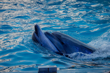 dolphin in the water © Violeta