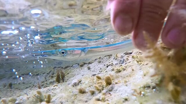 Underwater close up of a needlefish released into the Mediterranean sea swimming near the surface, catch and release