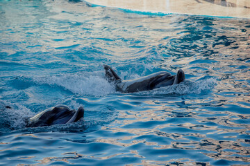dolphin swimming in the water © Violeta