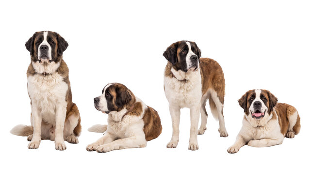 Saint Bernard dog PNG set , white background as transparent