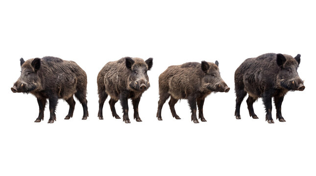 wild boar PNG set , white background as transparent