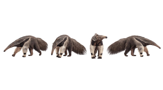 anteater PNG set , white background as transparent