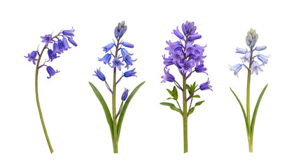 Obraz premium bluebell PNG set , white background as transparent