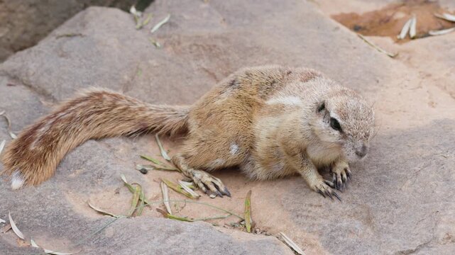 Cape Ground Squirrel Resting on Rock