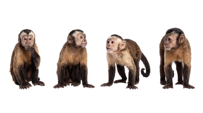 capuchin monkey PNG set , white background as transparent