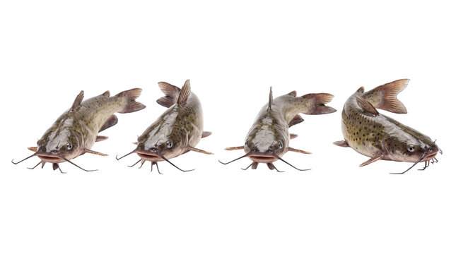 catfish PNG set , white background as transparent