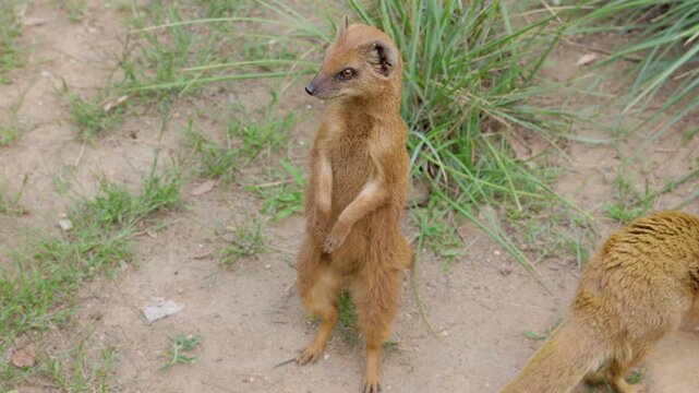 Meerkat Standing Alert on Sandy Ground