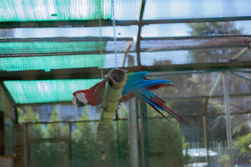 parrot in a cage © Violeta