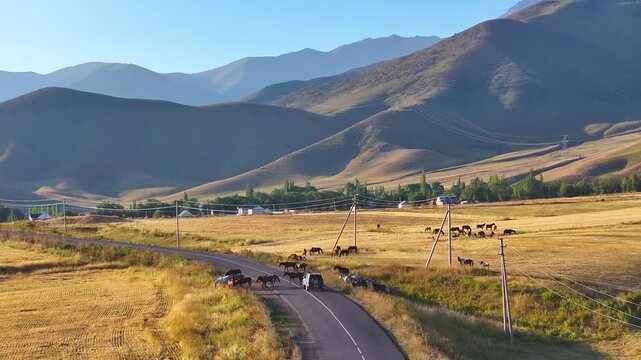 Horses cross the road in mountains. Car is slowing and waiting. Rural life landscape. Drone video of mountains in summer.