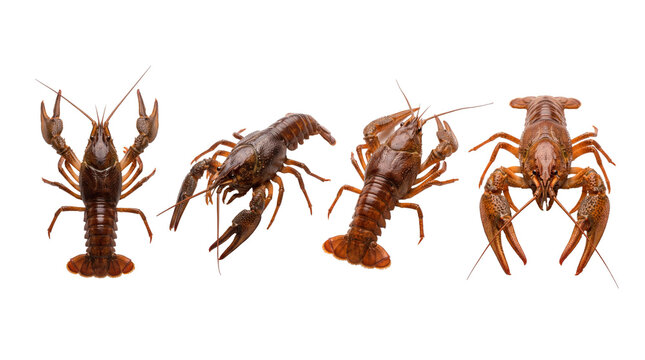 crayfish PNG set , white background as transparent