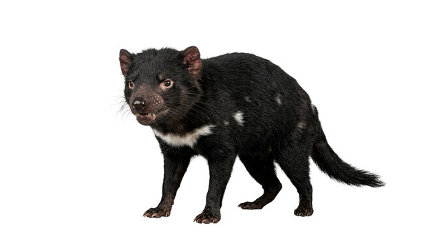 Tasmanian devil stands alert on a grey background with its mouth slightly open, revealing its teeth and distinctive white chest patch.