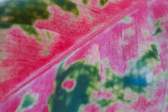 red and green leaf