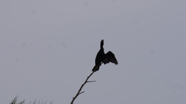 Little cormorant silhouette spreading wings on bare branch