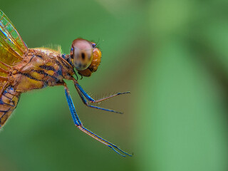 Macro dragonfly with copy space, close up of insect compound eyes on green background © Elia