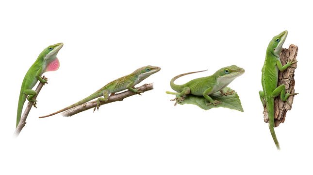 green anole lizard PNG set , white background as transparent