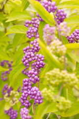 Fototapeta premium Clusters of Purple Berries Growing Among Green Leaves