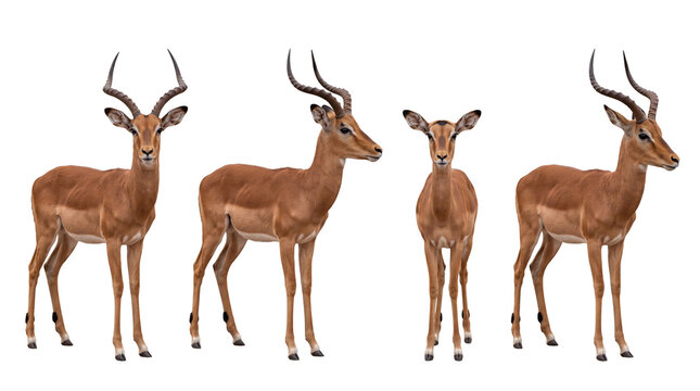 impala PNG set , white background as transparent