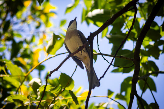 Small wild bird perched on a tree branch surrounded by lush green leaves against a sunny blue sky.