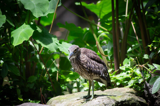 Juvenile black-crowned night heron standing at the water's edge waiting to catch fish