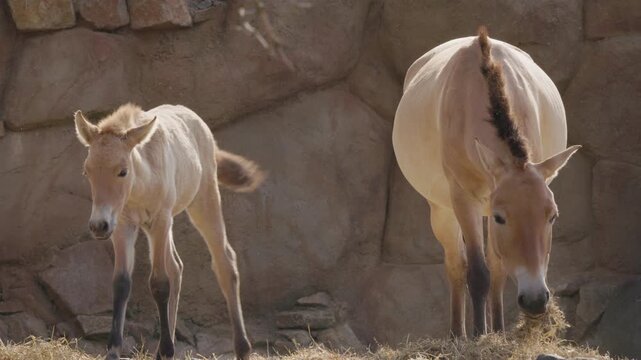 Przewalski's Horse Mare Eating Hay Beside Foal