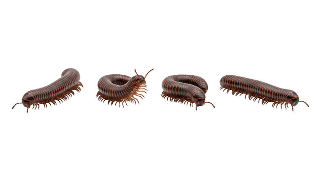 millipede PNG set , white background as transparent