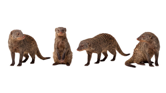 mongoose PNG set , white background as transparent