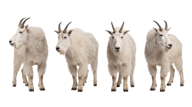 mountain goat PNG set , white background as transparent