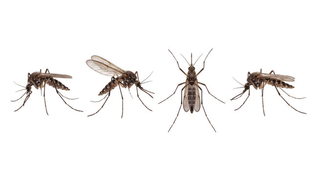 mosquito PNG set , white background as transparent