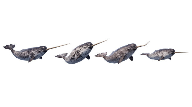 narwhal PNG set , white background as transparent