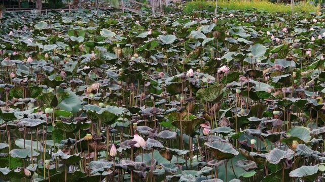 Gentle wind rustling through a serene pond densely populated with pink lotus flowers, green leaves, and unopened buds, creating a calming and natural atmosphere for meditation and relaxation