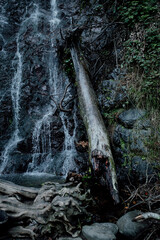 water in the forest © Violeta