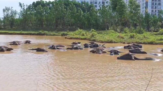 Vietnamese Water Buffalo Wallowing in Water to Beat the Heat near Quang Chau Industrial Park, Bac Ninh, Vietnam - August 29, 2026, 15:25