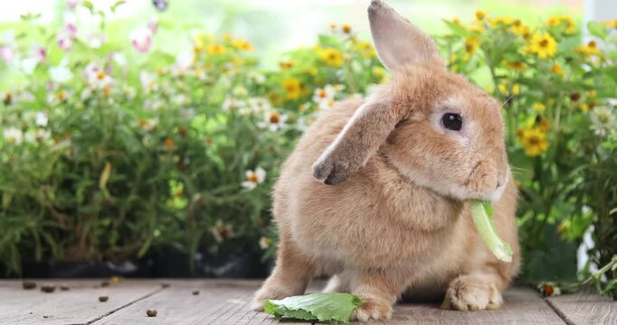 Healthy lovely baby bunny easter rabbit eating food, carrot, grass on green garden nature background. Cute fluffy rabbits with green vegetables, nature life. Symbol of easter day.