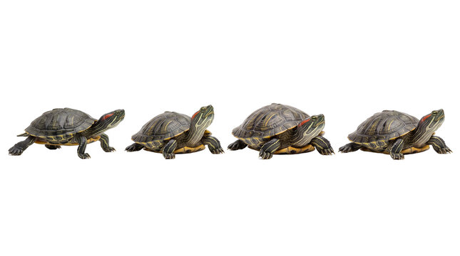 red-eared slider turtle PNG set , white background as transparent