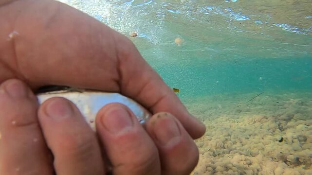 Underwater view of a small Palometa fish swimming away near the surface into blue sea water after release