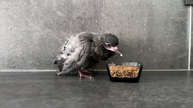 Young Bird Eating from a Bowl: Captivating Moments of a Developing Fledgling Engaged in Feeding, Showcasing Natural Behavior and Growth in a Domestic Setting