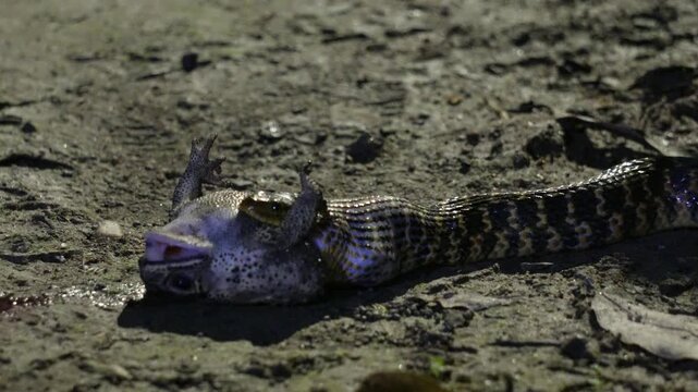 Checkered keelback snake devouring a frog
