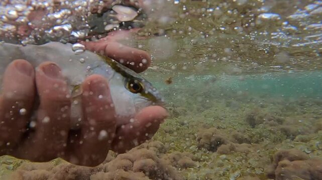 Slow motion underwater macro shot of a Greater Amberjack being released by angler