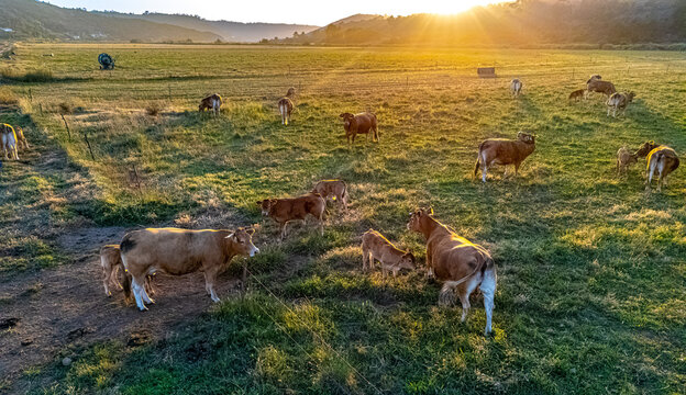 Cows grazing in the pasture during sunset