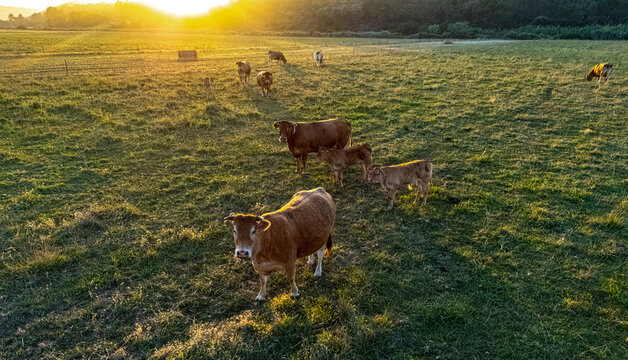 Cows grazing in the pasture during sunset