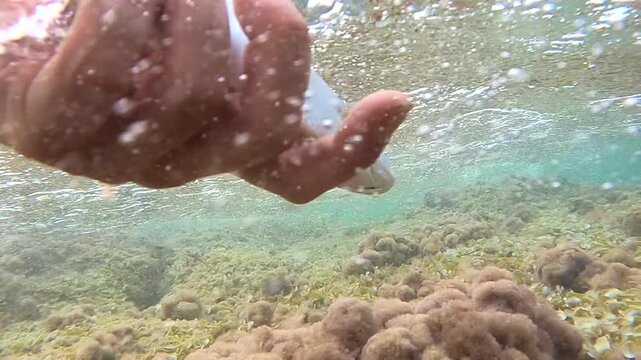 Underwater view of a Greater Amberjack swimming freely over rocky reef after being released, catch and release