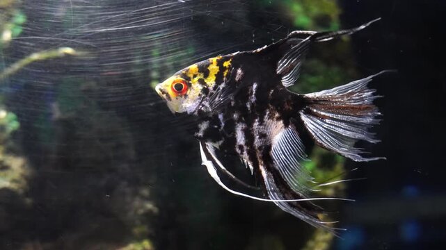 Freshwater Marble Angelfish (Pterophyllum scalare) gliding through the water at King Mongkut's Memorial Park of Science and Technology in Prachuap Khiri Khan, Thailand