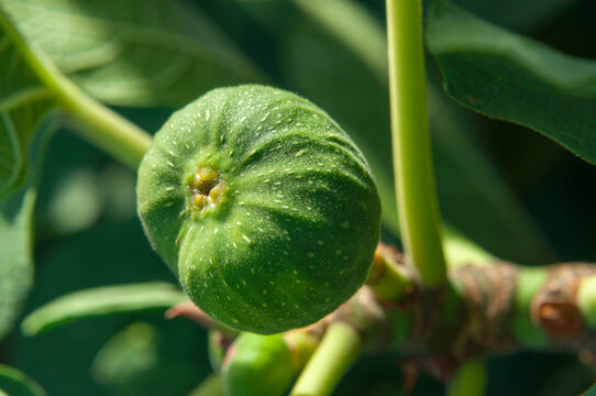 Unripe green fig with a distinctive ridged form
